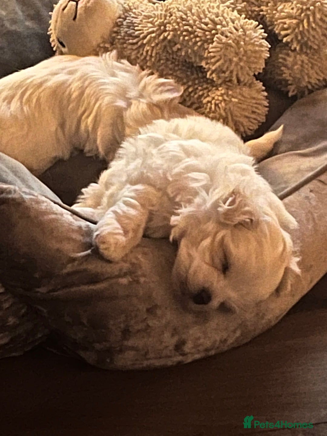 Maltese dogs for sale: Maltese puppies  - Advert 2