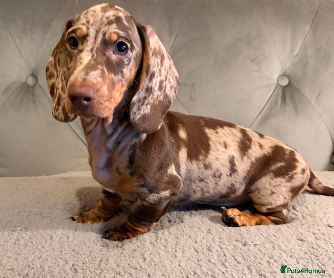 Dachshund dogs for sale: Standard dachshund puppies - Advert 8