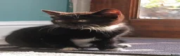 Mixed Breed cats for sale: Kittens for sale - Advert 6
