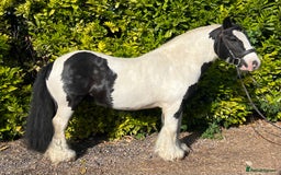 Irish Cob horses for sale: Chunky full up 12.3 cob gelding  in Peterborough - Image 3