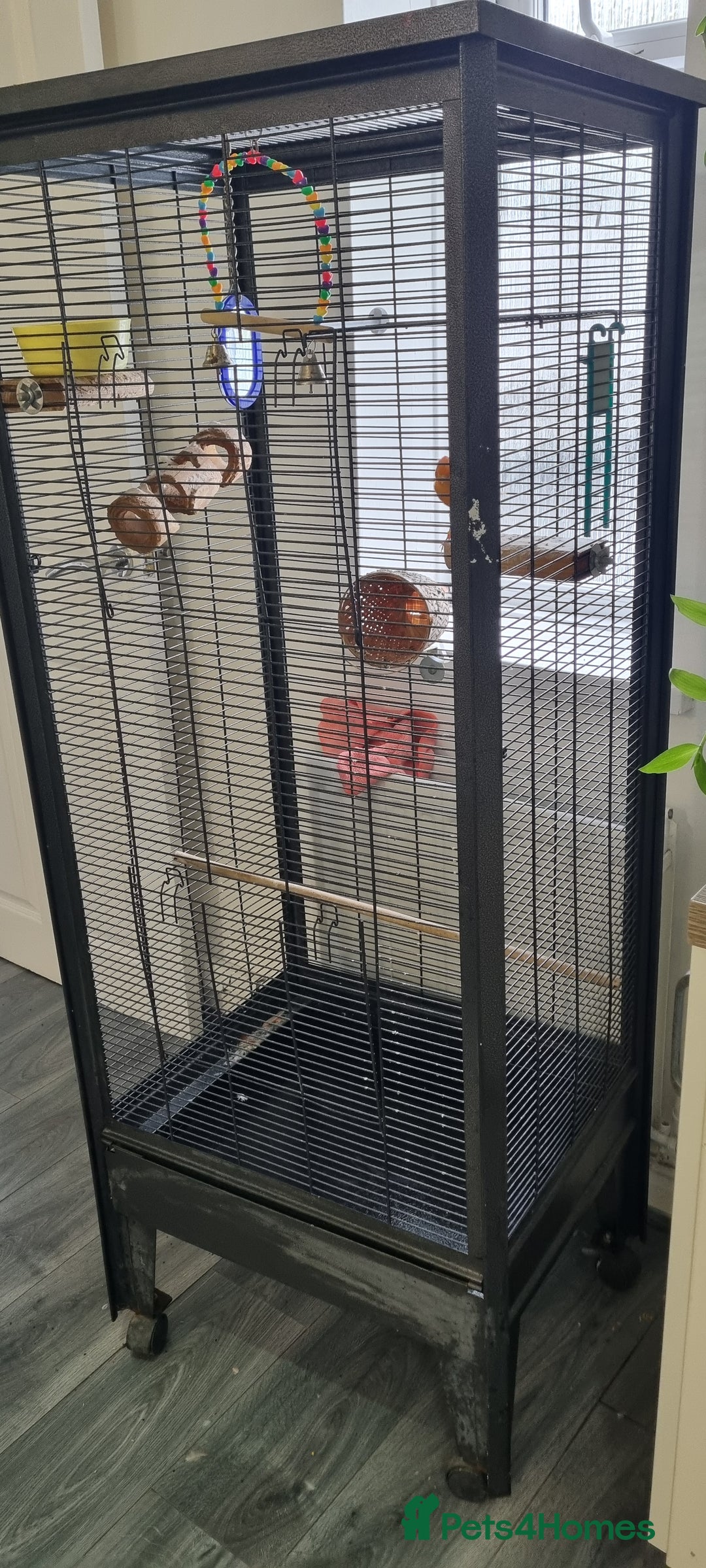 Canaries birds for sale: Canary  - Image 1
