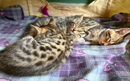 Mixed Breed cats for sale: Unique mix - Bengal x Maine Coon - Image 8