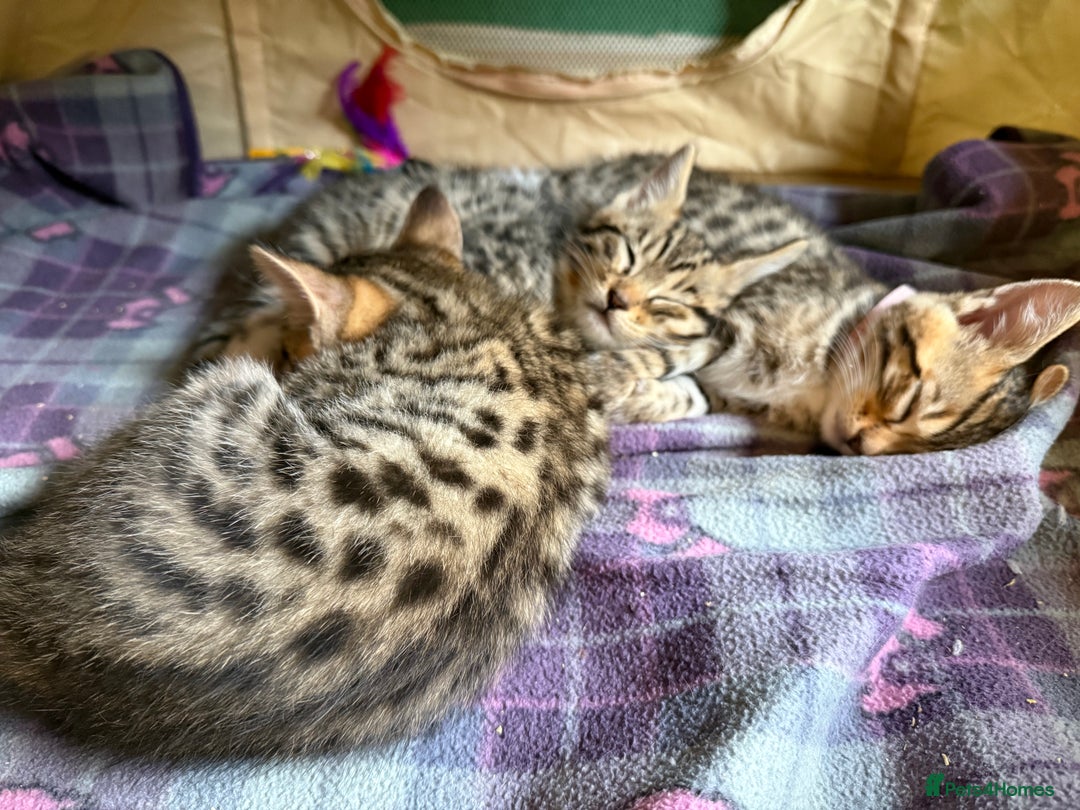 Mixed Breed cats for sale: Unique mix - Bengal x Maine Coon - Image 8