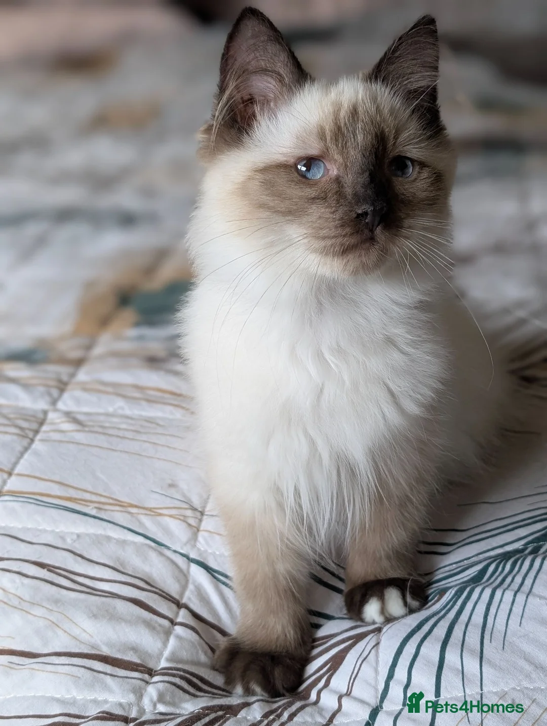 Ragdoll cats for sale: Gorgeous Seal Mitted Ragdoll Boy  - Advert 11