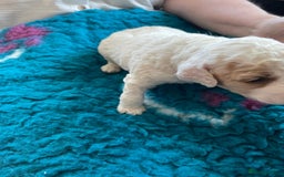 Cockapoo dogs for sale: Cockapoo - Image 9