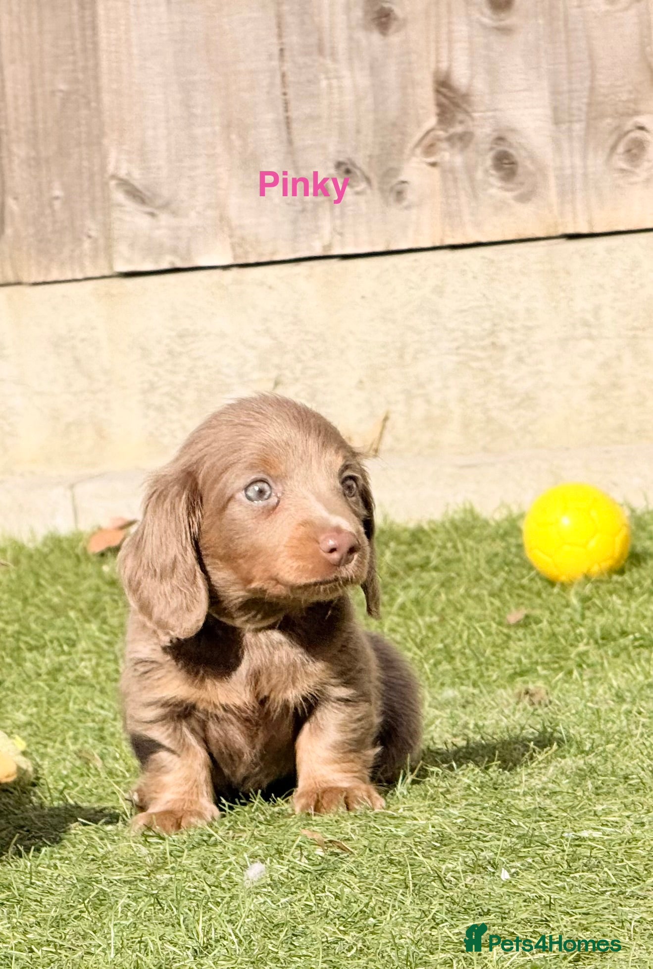 Miniature Dachshund dogs Beautiful miniature babies  - Advert 4