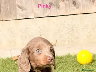 Miniature Dachshund dogs Beautiful miniature babies - Advert 1