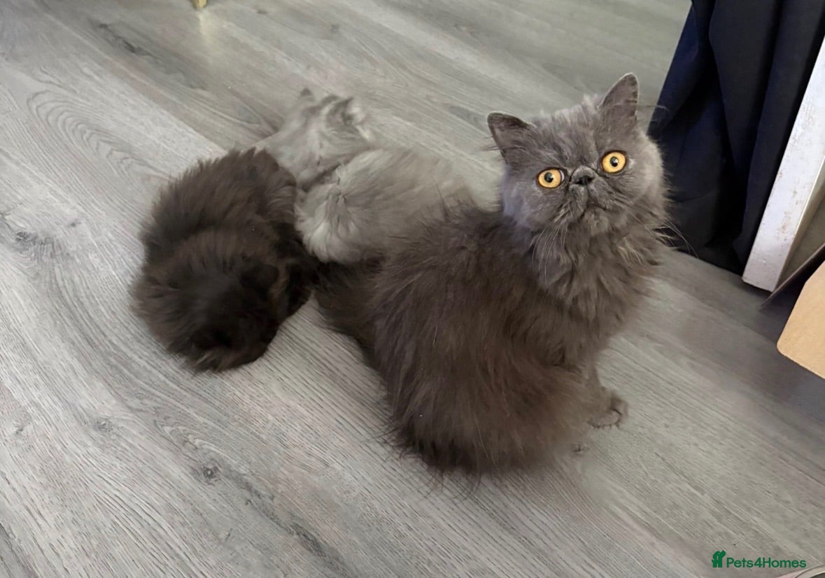 Persian cats stunning blue persian kittens ready and trained - Advert 1