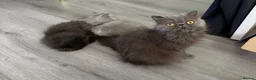 Persian cats for sale: stunning blue persian kittens ready and trained - Advert 1