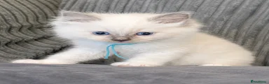 Blue point Mitted Male Ragdoll - Teal collar 