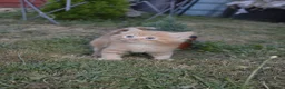 Mixed Breed cats for sale: 4 beautiful kittens  in Peterborough - Advert 6