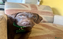 Mixed Breed dogs for sale: Stunning GSP X cocker spaniel  - Image 2