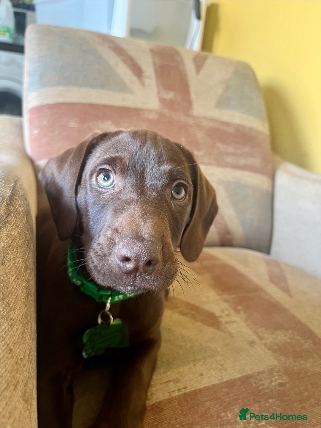 Mixed Breed dogs for sale: Stunning GSP X cocker spaniel  - Image 2