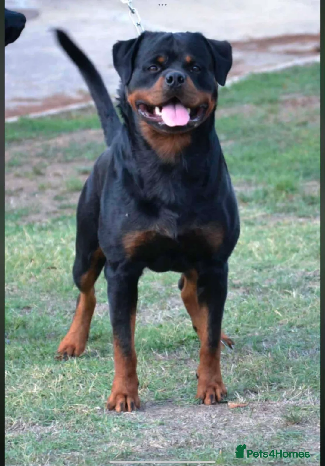 Rottweiler dogs for sale: Rottweiler puppies for show & breeding - Advert 2