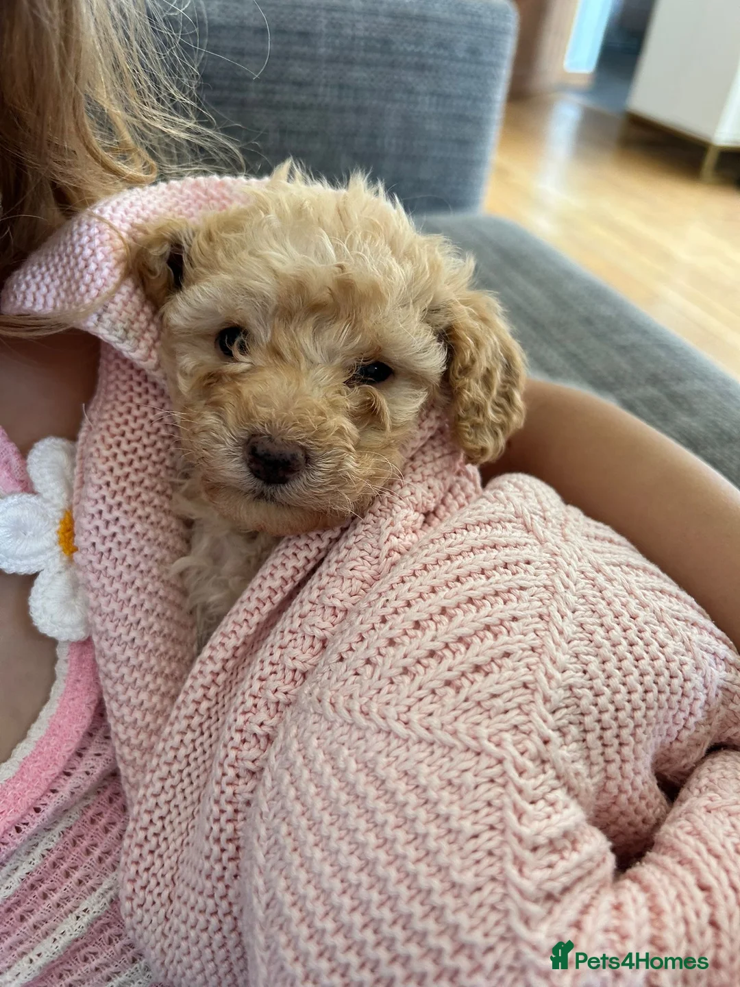 Miniature Poodle dogs for sale: Miniature poodles - Advert 20