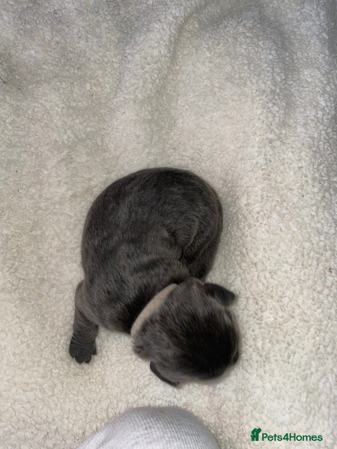 Cane Corso dogs for sale: Harlequin cane corso x pedigree cane corso puppies - Advert 36