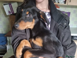 Mixed Breed dogs for sale - Advert 1