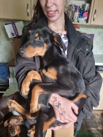 Mixed Breed dogs - Advert 1