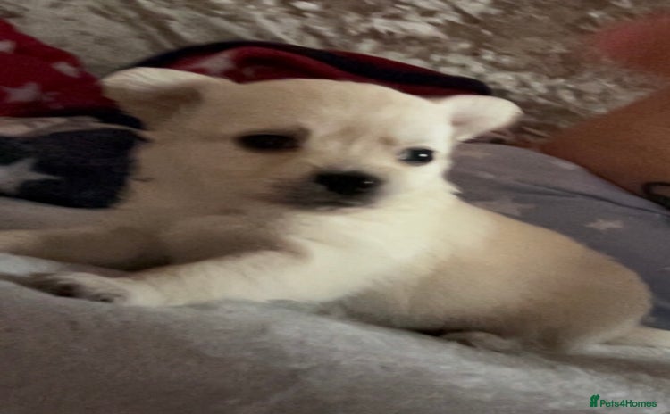 Chihuahua dogs - Advert 4