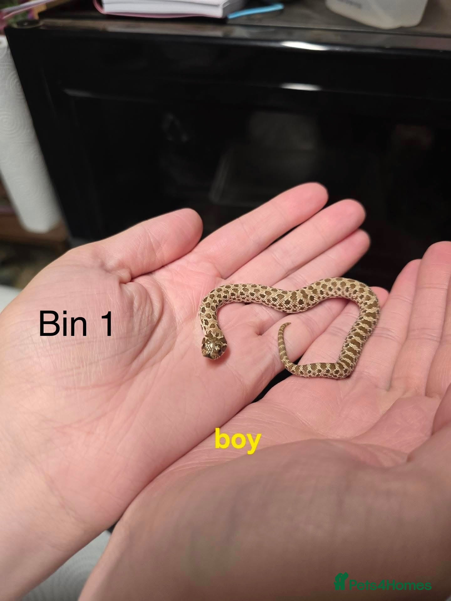 Snake reptiles Western hognose hatchlings  - Advert 1