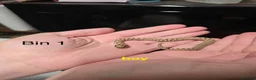 Snake reptiles for sale: Western hognose hatchlings  in Canterbury - Advert 1