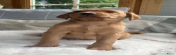 Labrador Retriever dogs for sale: KC reg Labrador , health tested parents  - Advert 19