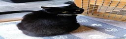 Mixed Breed cats for adoption: MIDNIGHT - Advert 4