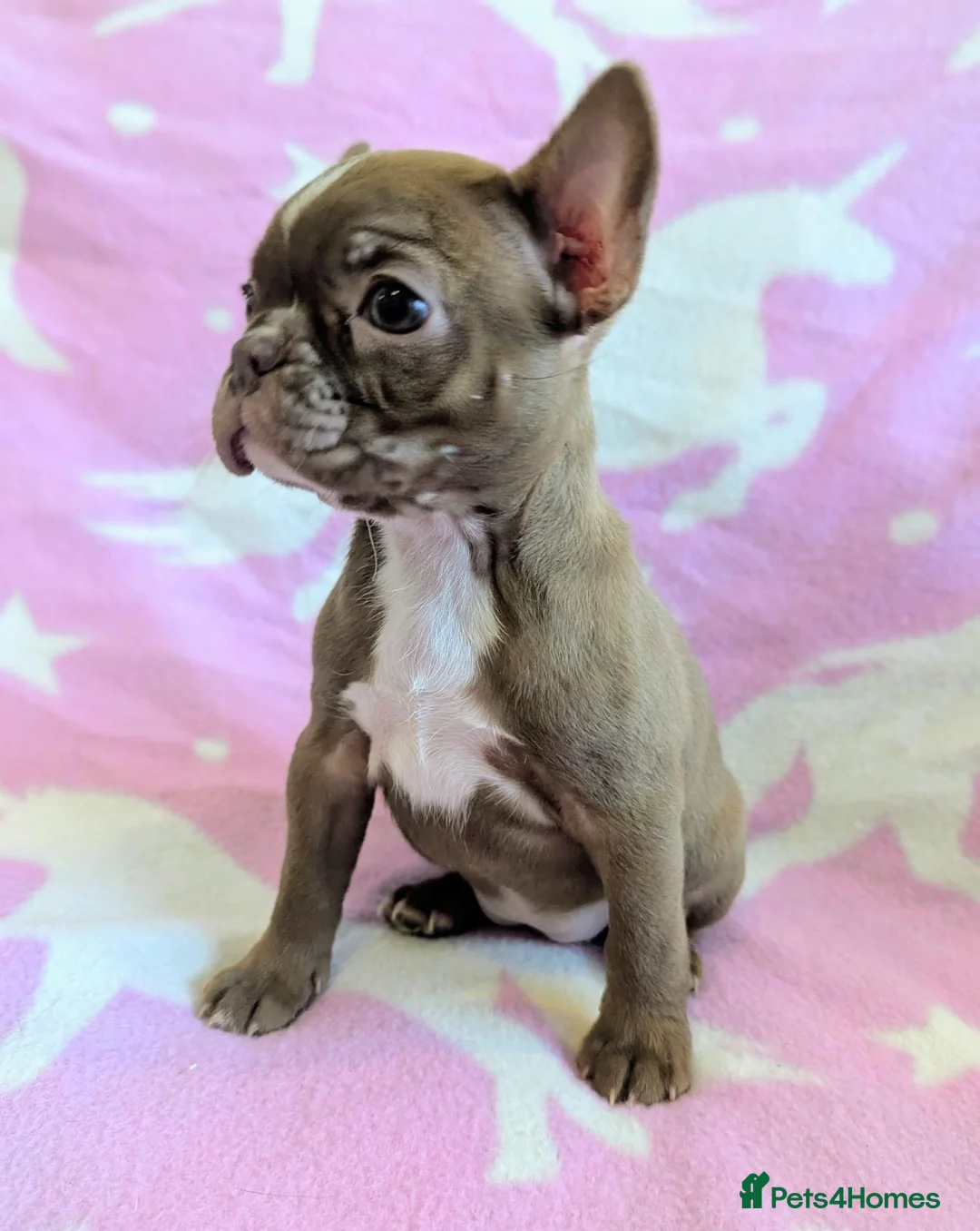Boston Terrier dogs for sale: KC Registered Boston Terrier pups  - Advert 2