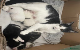 Mixed Breed cats for sale: 2 beautiful mixed European female kittens  - Image 7