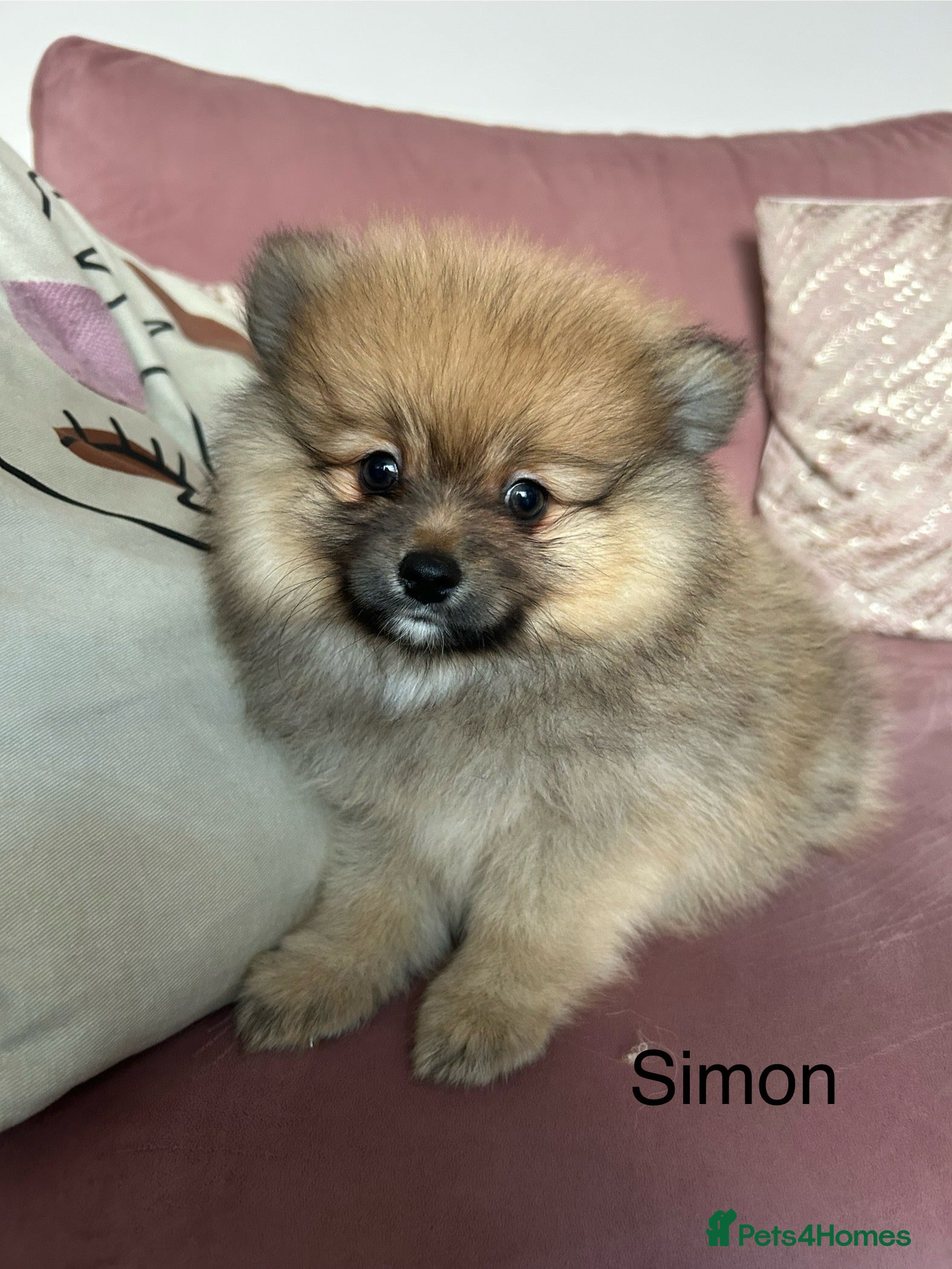 Pomeranian dogs Pomeranian Puppies - 1 boy left  - Advert 8