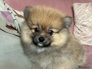 Pomeranian dogs Pomeranian Puppies - Advert 3