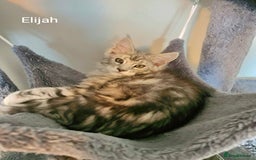 Maine Coon cats for sale: TICA Registered Show quality Maine Coon Kittens in Hull - Image 22