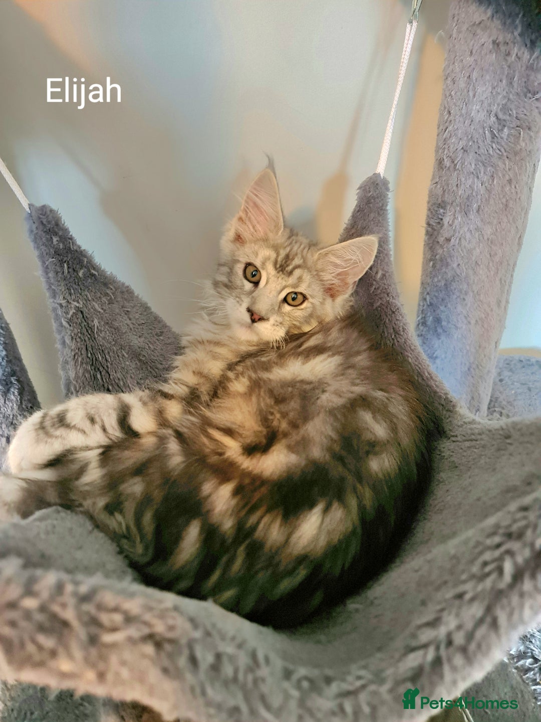 Maine Coon cats for sale: TICA Registered Show quality Maine Coon Kittens in Hull - Image 22