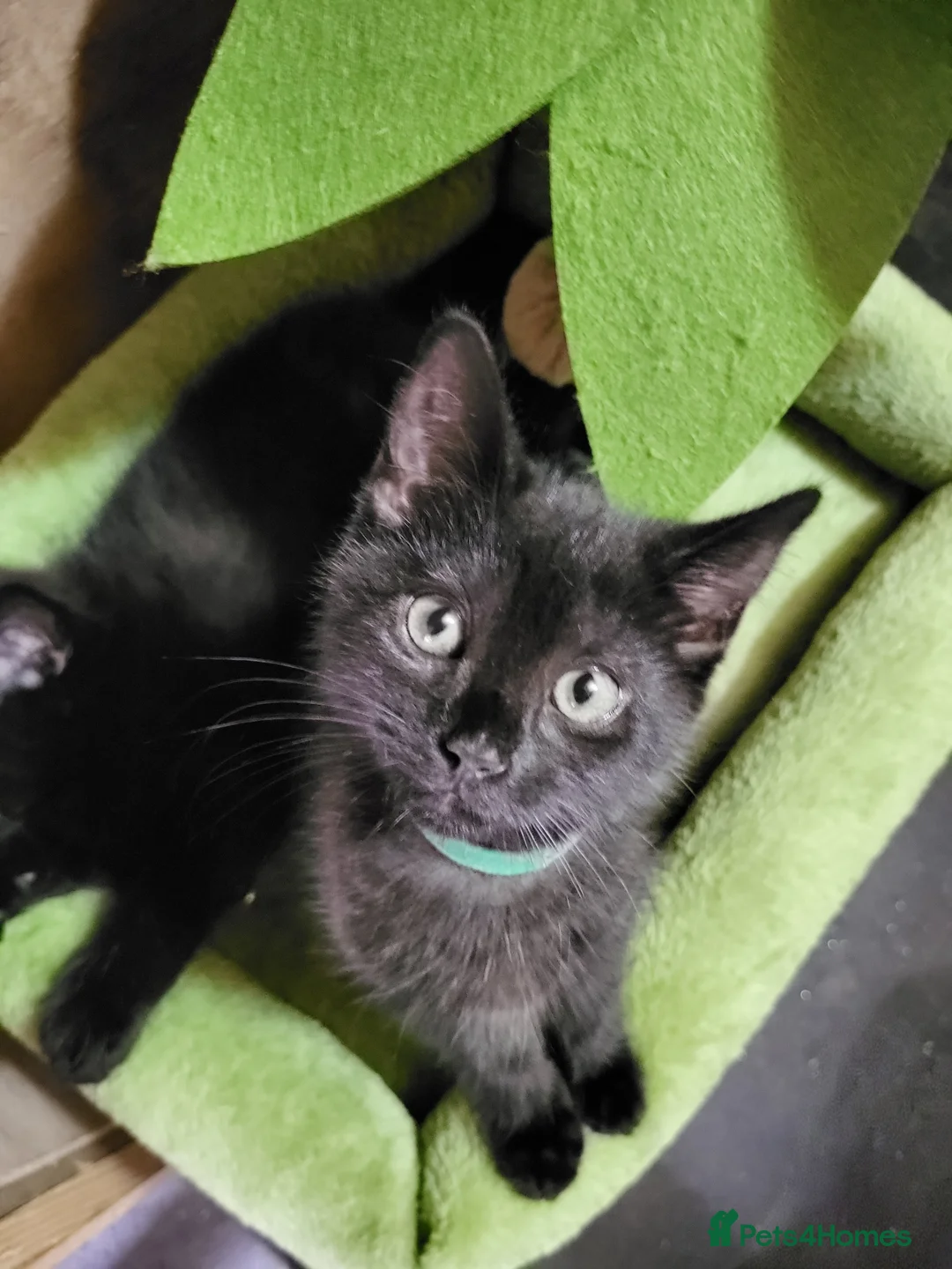 Maine Coon cats for sale: Maine Coon x kittens available now! - Advert 21