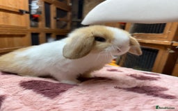Dwarf Lop rabbits for sale: Stunning friendly dwarf lops  - Image 14