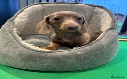 Miniature Dachshund dogs for sale: Minature Dachshund Puppies For Sale  - Image 9