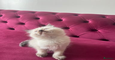 Ragdoll cats - Advert 12
