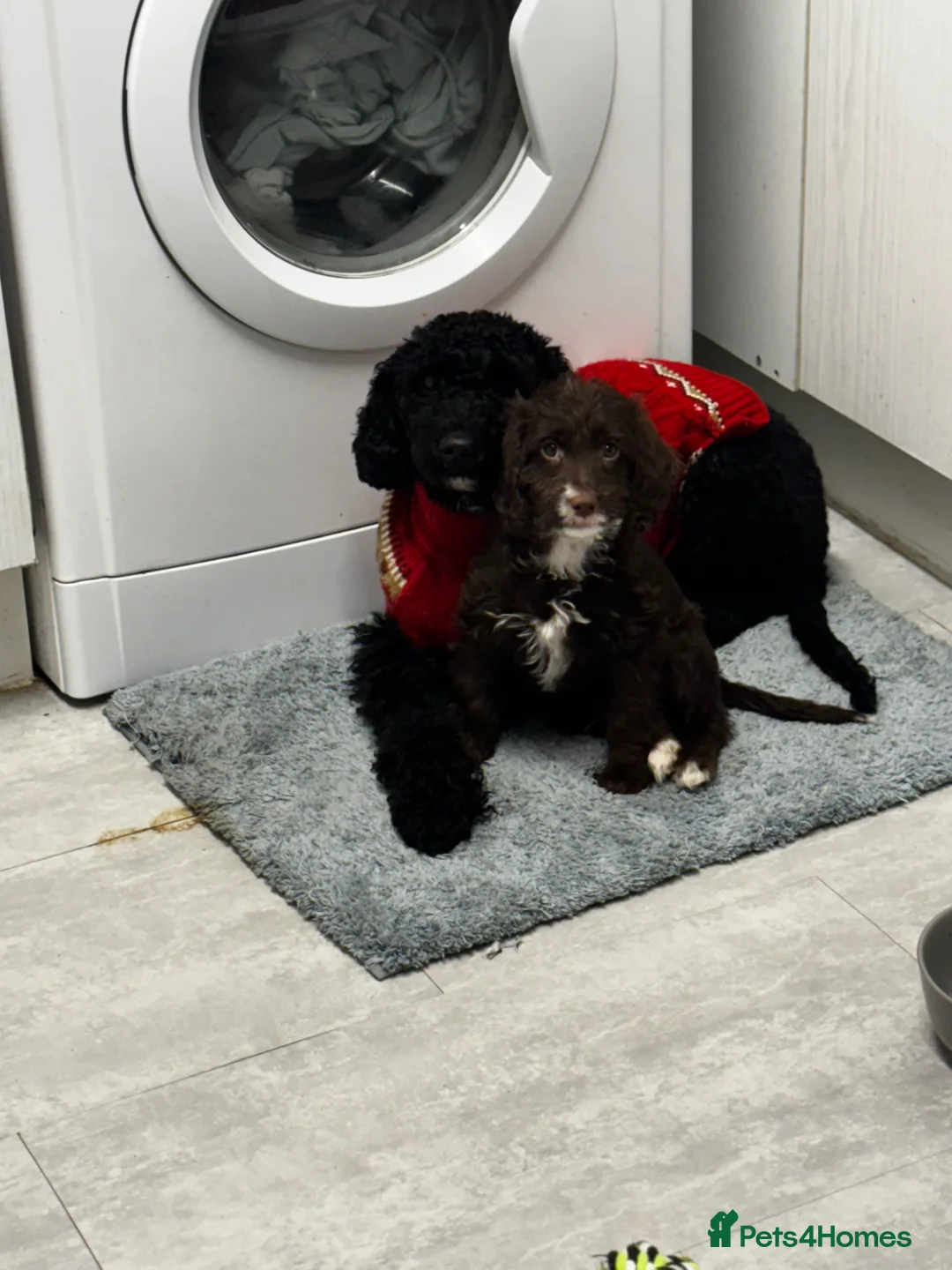 Cockapoo dogs for sale: Cockapoo female for sale  - Advert 2