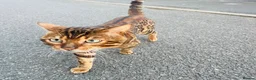 Bengal cats for stud: Bengal cat stud  in Manchester - Advert 5