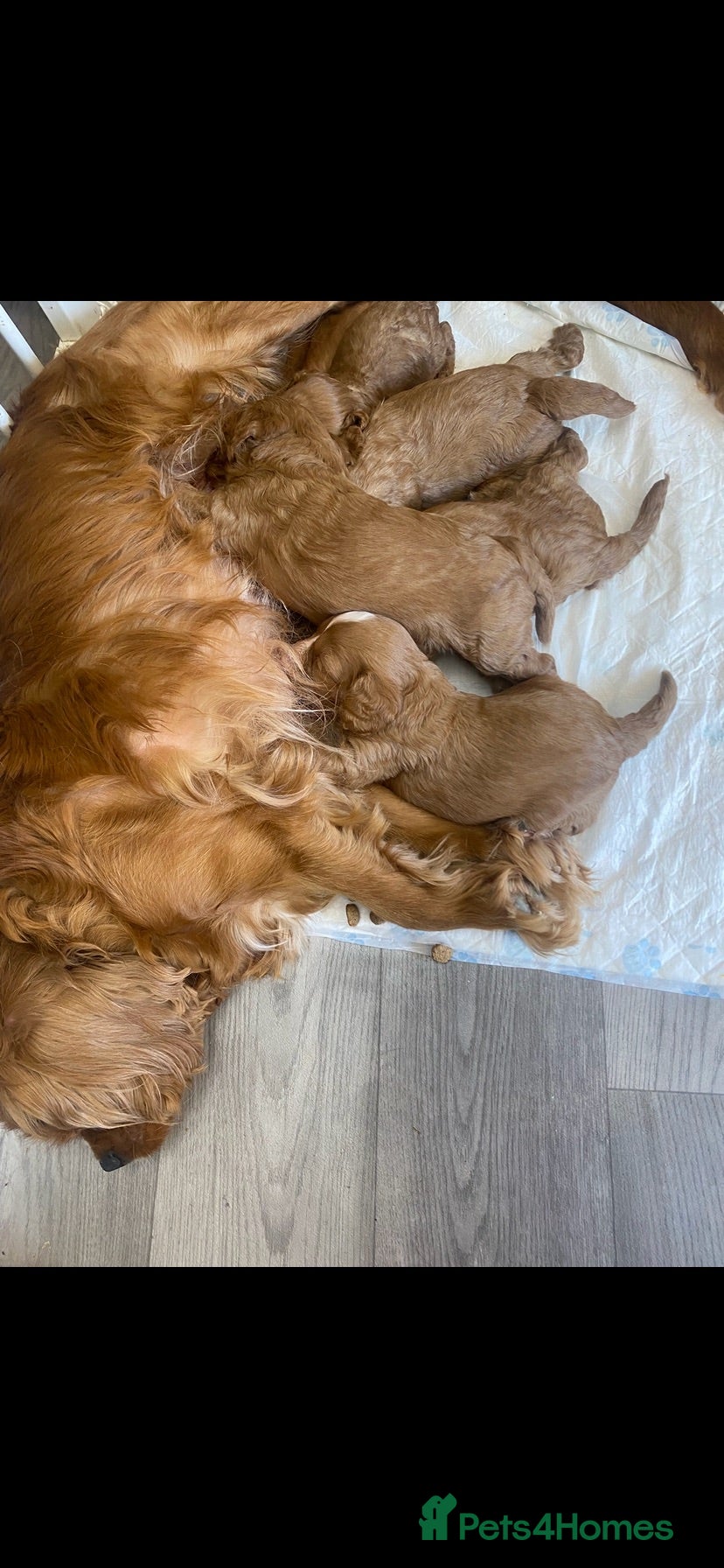 Cavapoo dogs Red Cavapoo babies - Advert 1