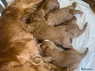 Cavapoo dogs Red Cavapoo babies - Advert 1