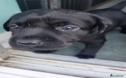 Labrador Retriever dogs for sale: Family bred Labrador puppies - Image 11