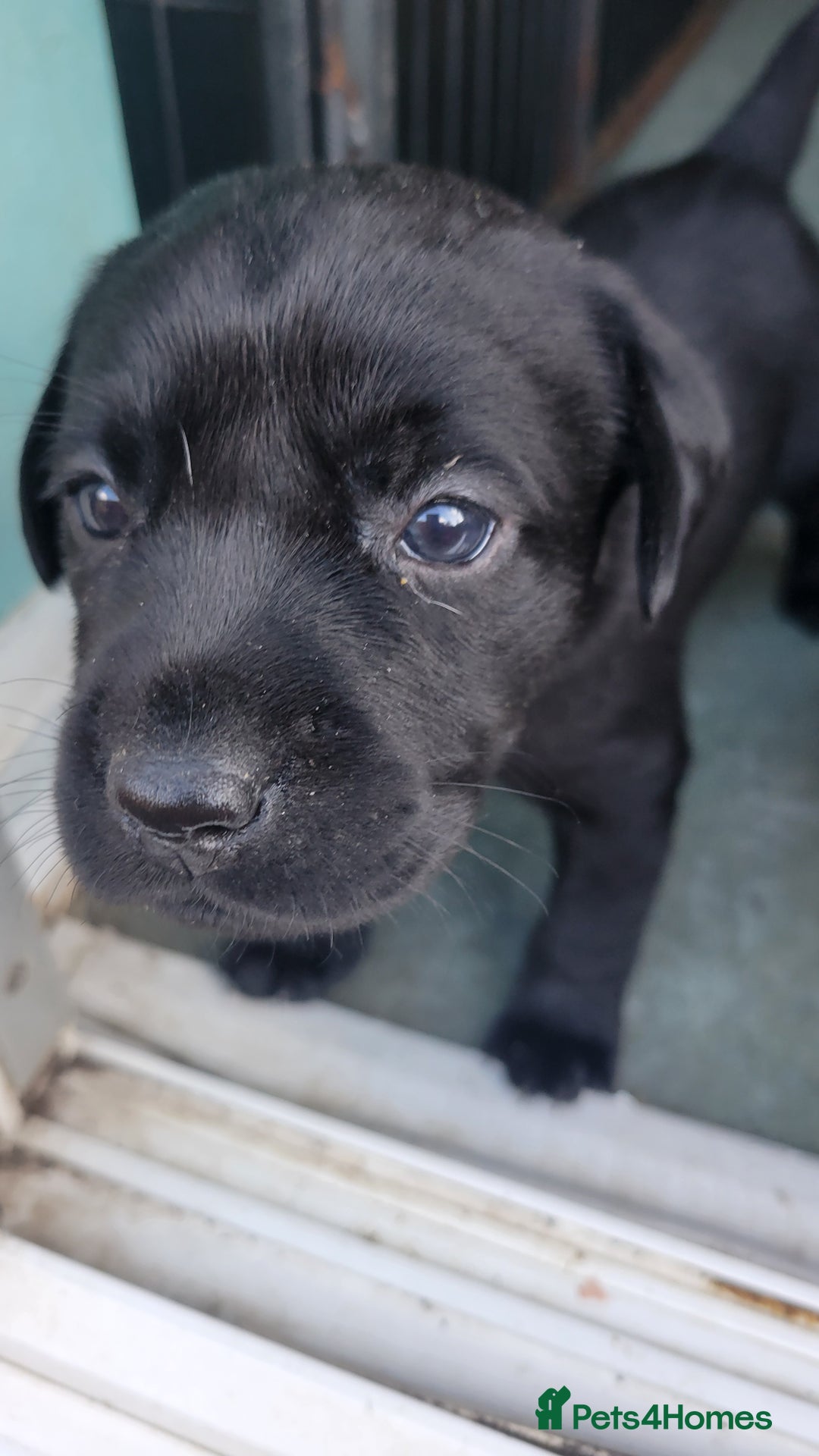 Labrador Retriever dogs for sale: Family bred Labrador puppies - Image 11