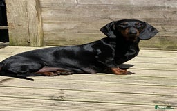 Dachshund dogs for sale: Smooth hair Dachshund puppies  - Image 2