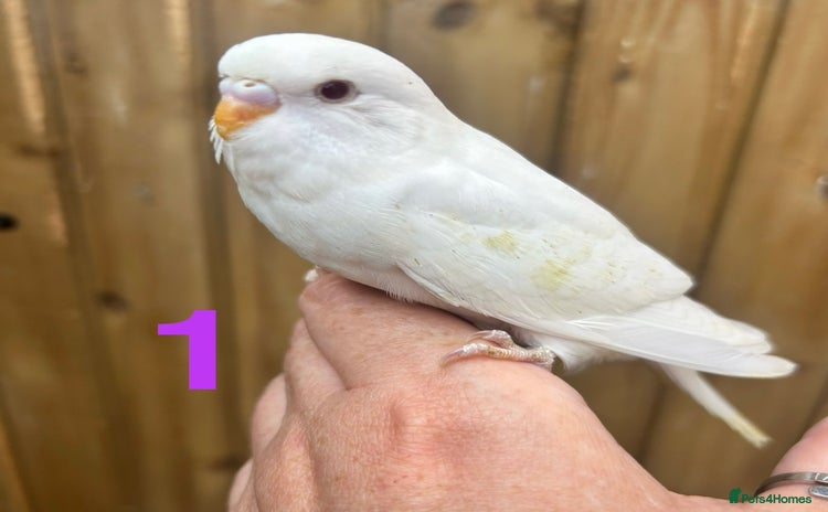 Budgerigars birds - Advert 5