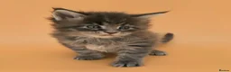 Maine Coon cats for sale: Tica Beautiful Maine Coon Kittens  - Advert 9