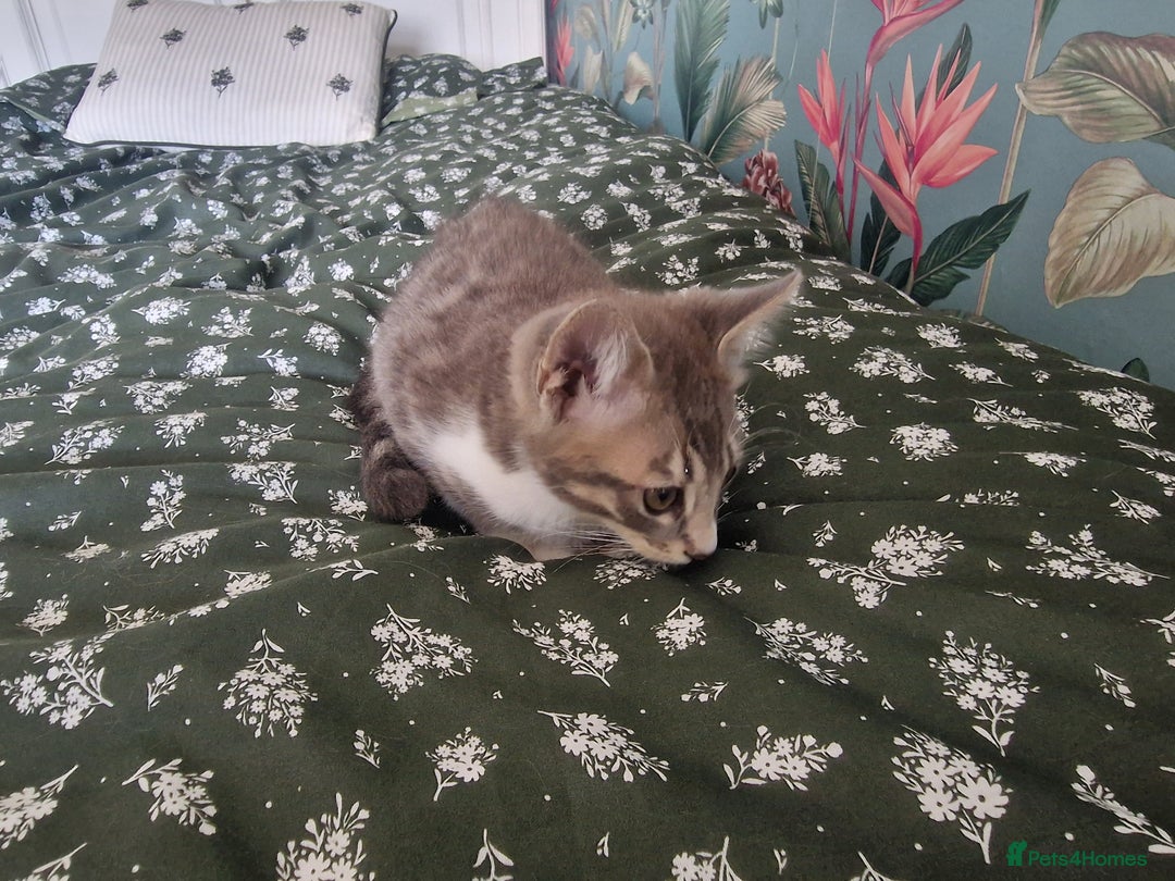Mixed Breed cats for sale: Half bengal quarter mainecoon  - Image 3