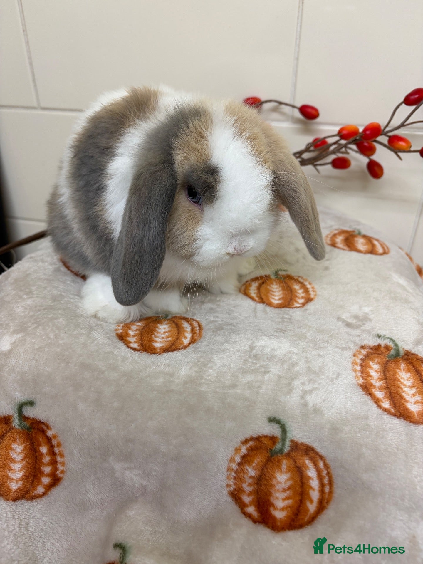 Mini Lop rabbits for sale: Stunning litter of mini lops ready now  - Advert 1