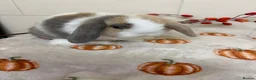 Mini Lop rabbits for sale: Stunning litter of mini lops ready now  - Advert 1
