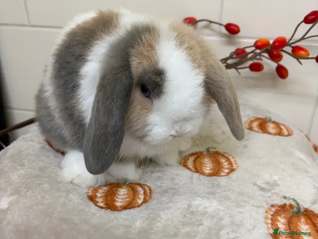 Mini Lop rabbits for sale: Stunning litter of mini lops ready now - Advert 1